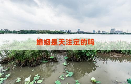 婚姻是天注定的吗？探寻命运与选择的力量