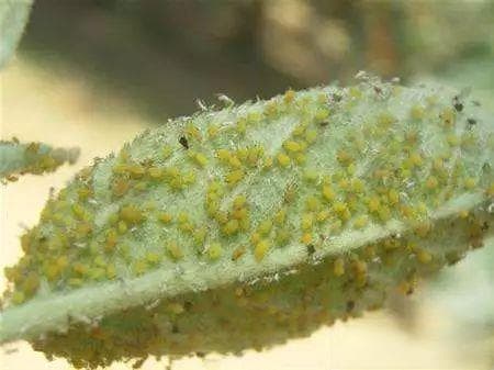 常见林业害虫识别与防治方法