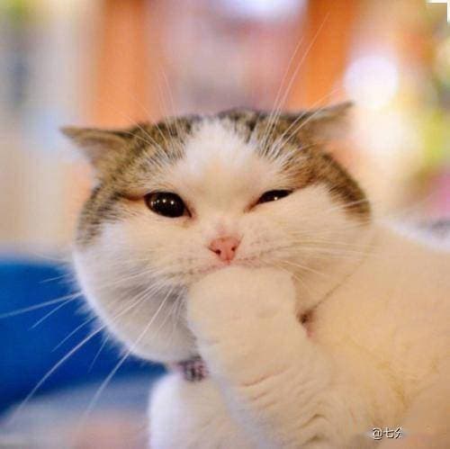 为什么有的猫咪会特别粘人？有的是天性，有的却让人感到特别心疼
