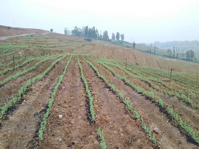豌豆最佳播种月份解析