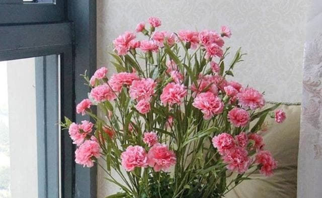 多菌灵浇花的正确使用方法（保护花卉健康，远离病虫害）