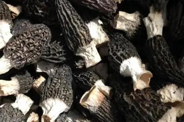 怎样高产栽培羊肚菌？