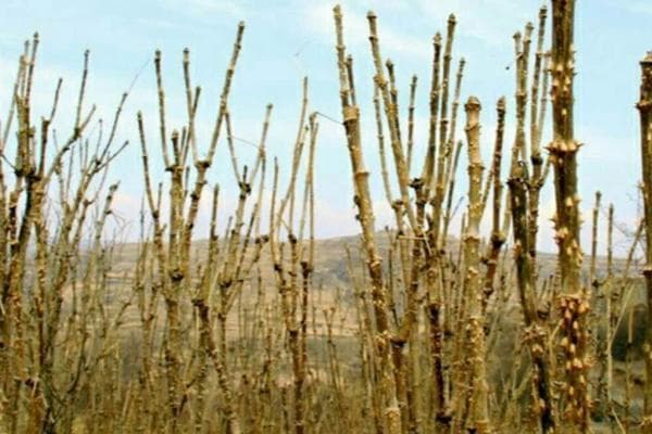 刺龙苞怎么种植？刺龙苞什么时候定植？附后期管理与采收方法！
