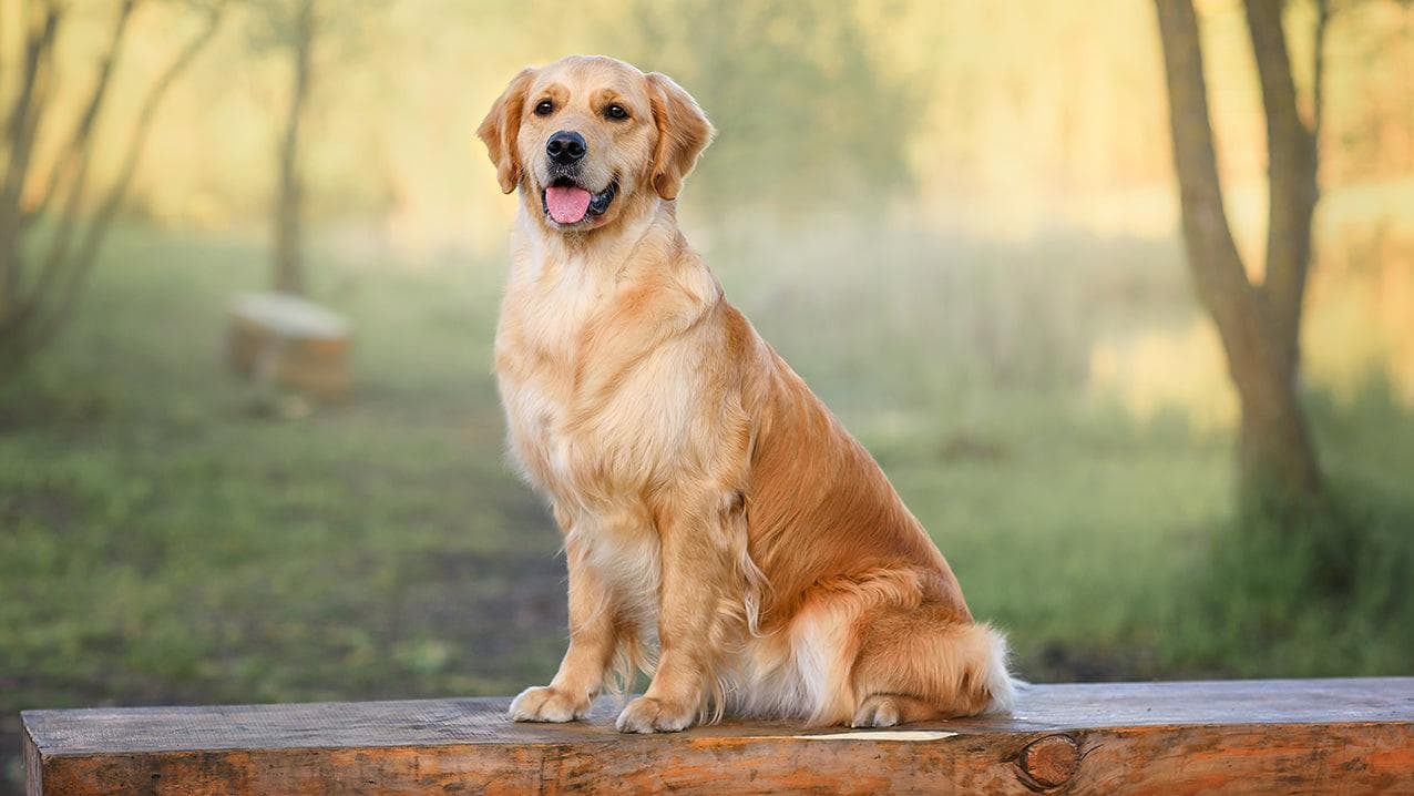 最忠诚的犬种有哪些