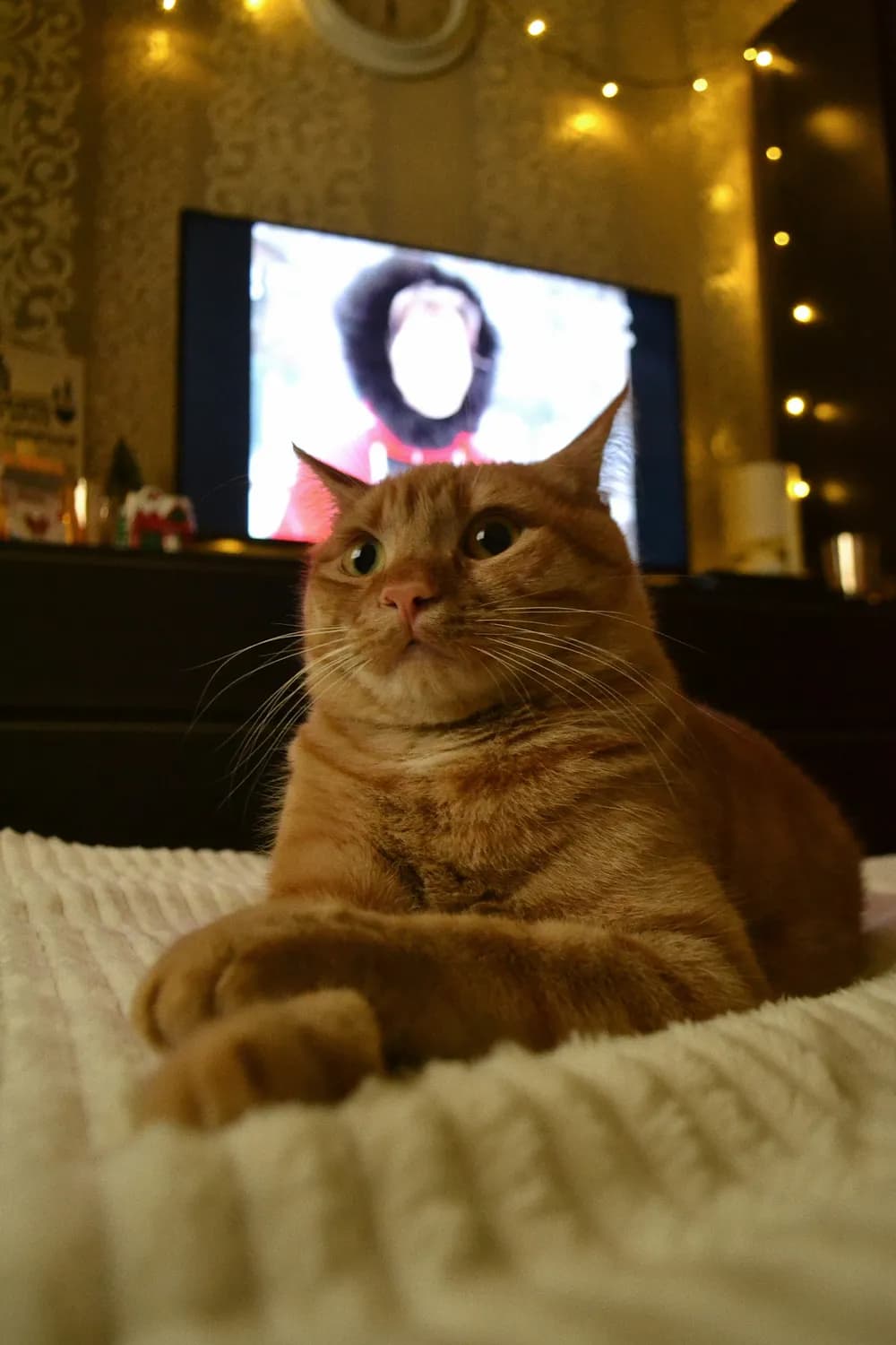 加菲猫教你如何应对周一综合征
