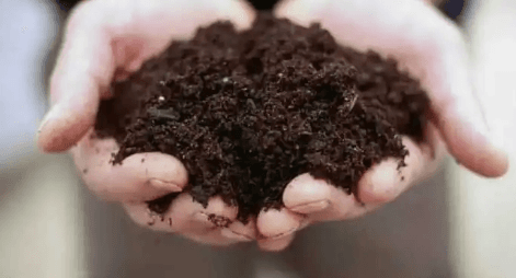 咖啡与植物：如何利用咖啡渣养护植物？