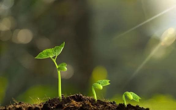 食物里的“胆固醇清洁工”：抗动脉粥样硬化，保护心脑血管