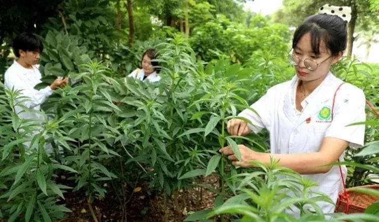 西双版纳：古老傣医药在现代焕发新生机