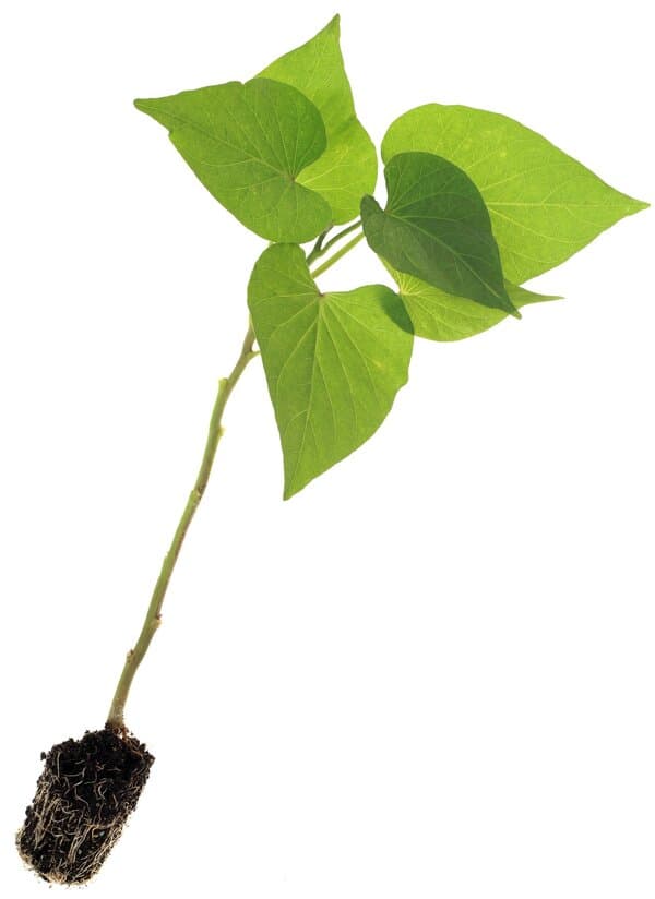 绿萝花茶的功效与使用注意事项