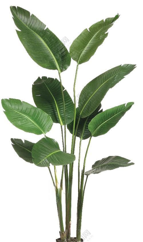 梦见植物：生命力与自然循环的象征