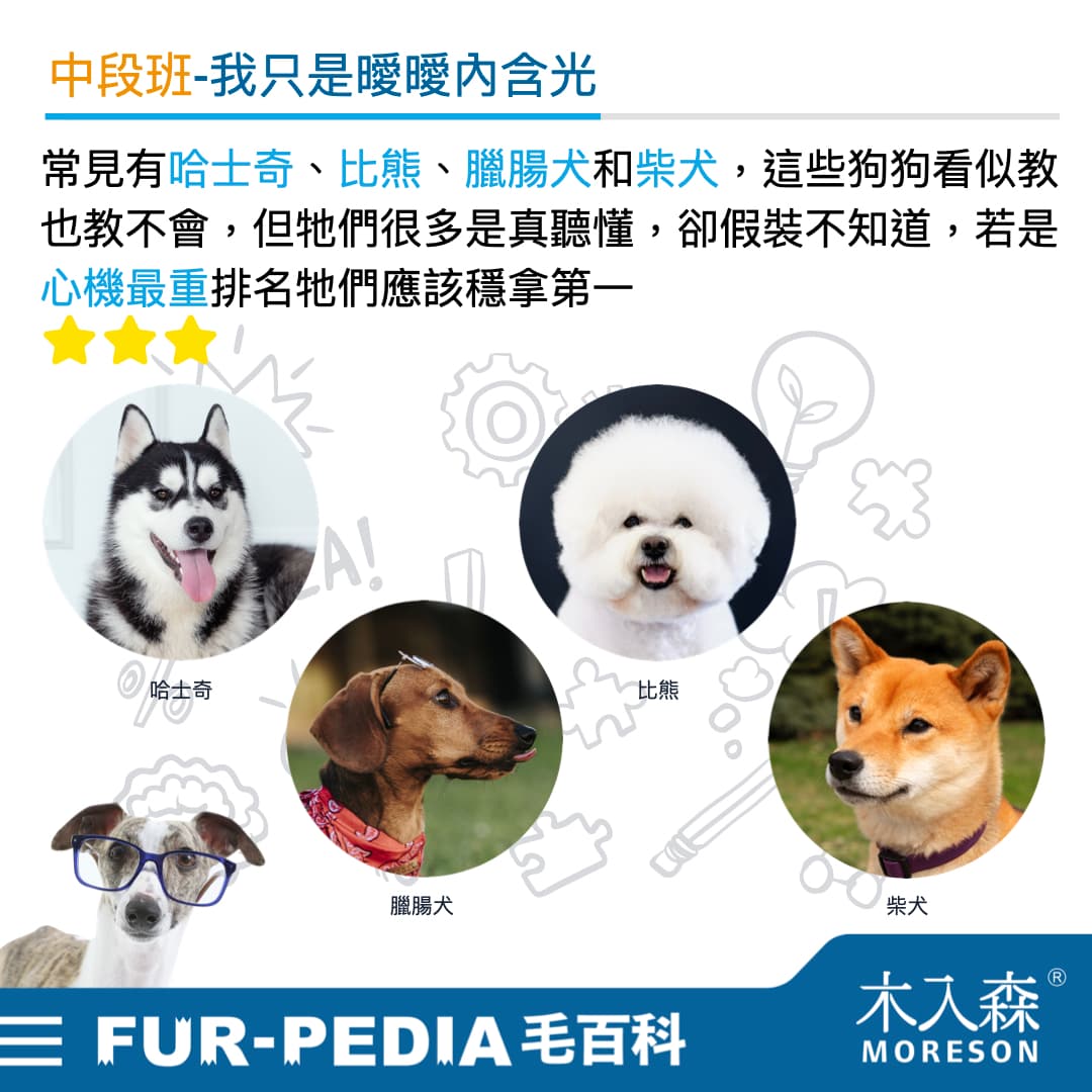 2025狗狗智商排行榜，3分钟立即测验！你家的狗狗算是聪明吗？