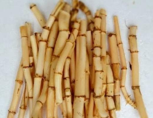 芦根的功效与作用：传统中药的现代价值