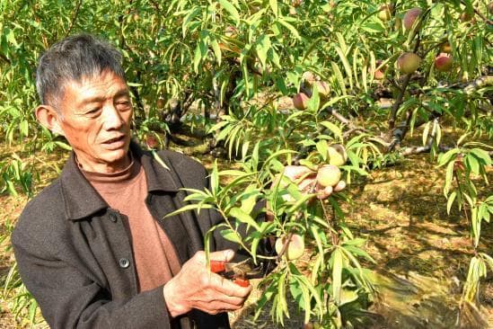襄阳襄州：特色产业助力农民增收致富