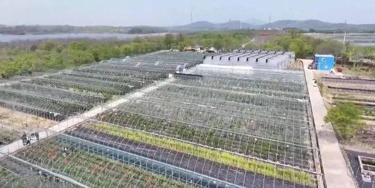 国产蓝莓卖爆了！科技赋能国产蓝莓增产提质→