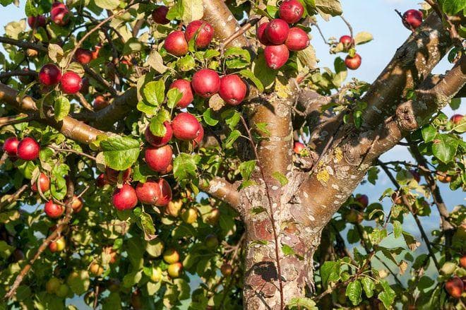 苹果树选址与土壤准备：为成功种植打下基础