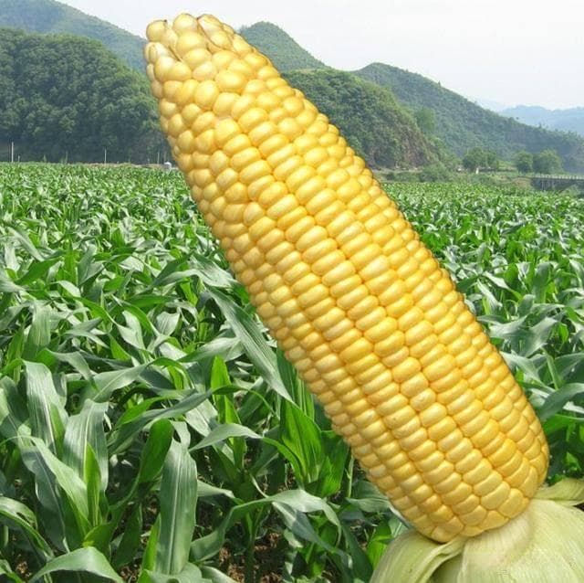 优质玉米品种的两大标准：高产潜力与抗逆性