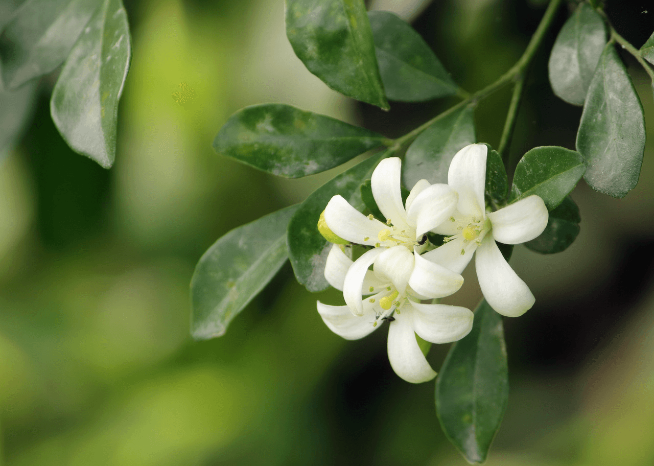 九里香怎么养才能开花（详解九里香的养护技巧）