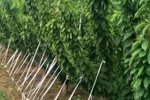 美早樱桃苗的栽培技术与结果周期详解