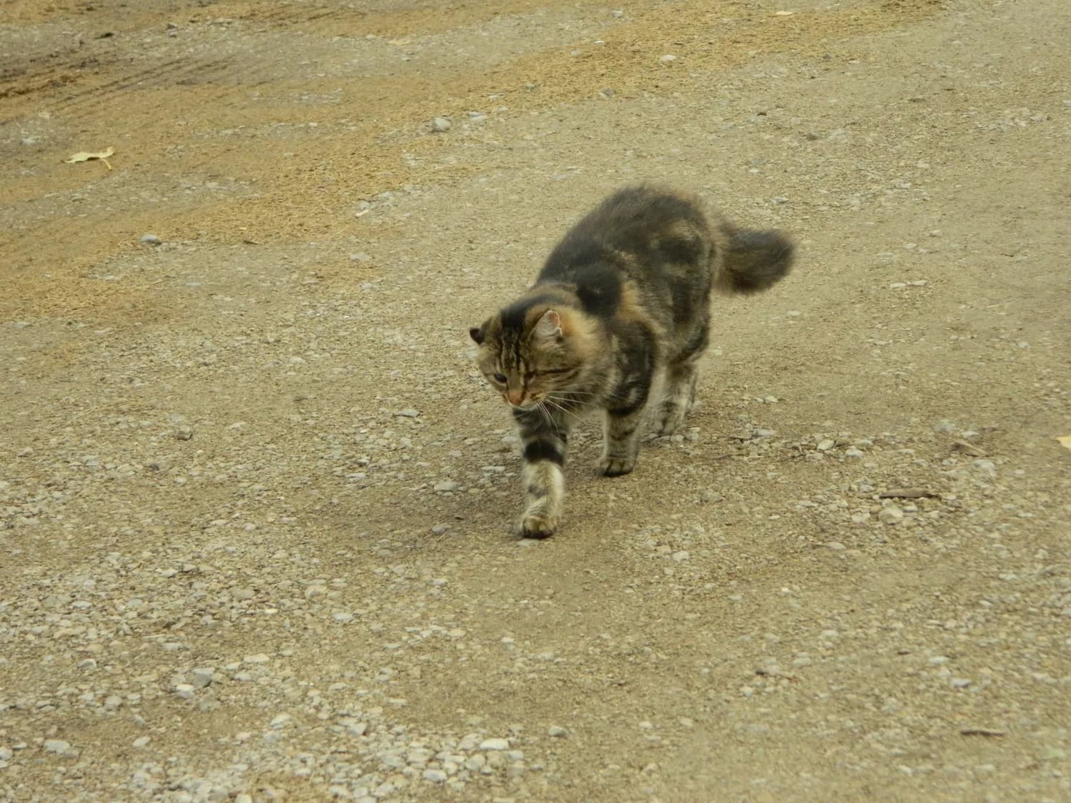 揭秘猫咪粘人行为：为什么总是跟着你？