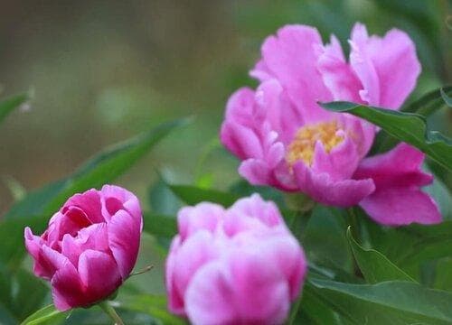 芍药最好看花大的品种有哪些 什么品种最好看