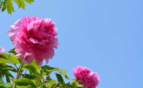 牡丹花去哪里看 国内牡丹花观赏地及花期指南