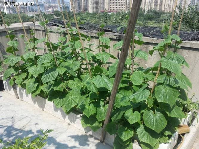 黄瓜种植技术与管理法