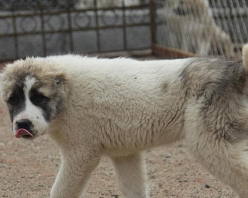 中亚牧羊犬饲养全指南：打造一只健康、强壮、听话的中亚牧羊犬