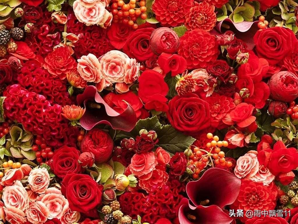 玫瑰花怎样种植和养护（有关玫瑰花的栽培技术）