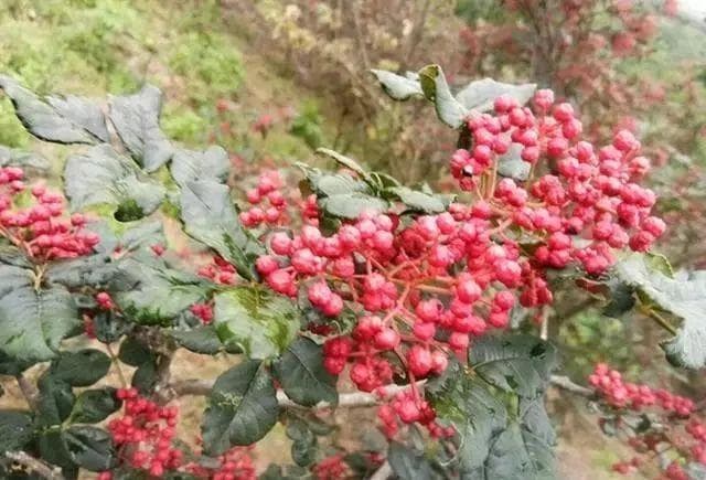 花椒的采收季：细节决定品质，如何把好花椒质量最后一关？