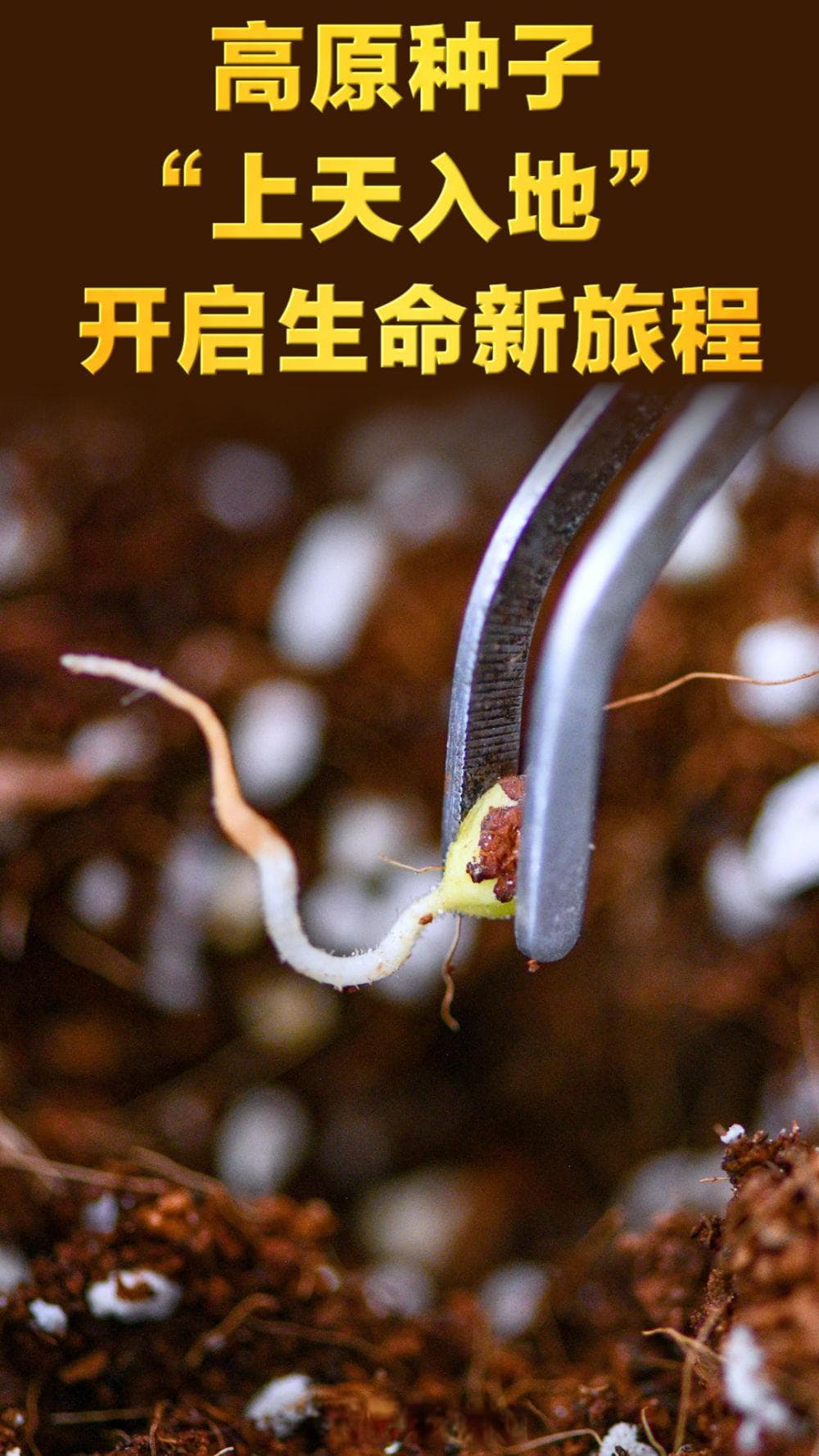 高原种子“上天入地” 开启生命新旅程