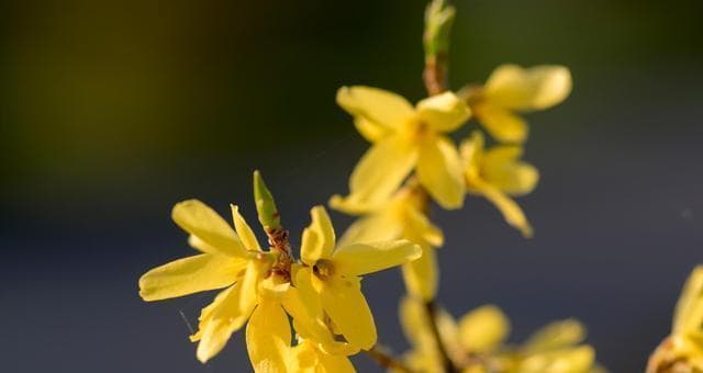 迎春花开花时间与特点（春季迎春花开花的条件和观赏之道）