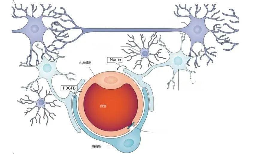 【Nature子刊综述】糖尿病视网膜病变的分子和细胞病理学机制研究进展