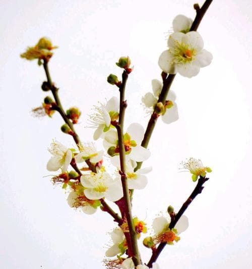 兰花、竹子与冬梅：中国传统文化中的花韵与精神