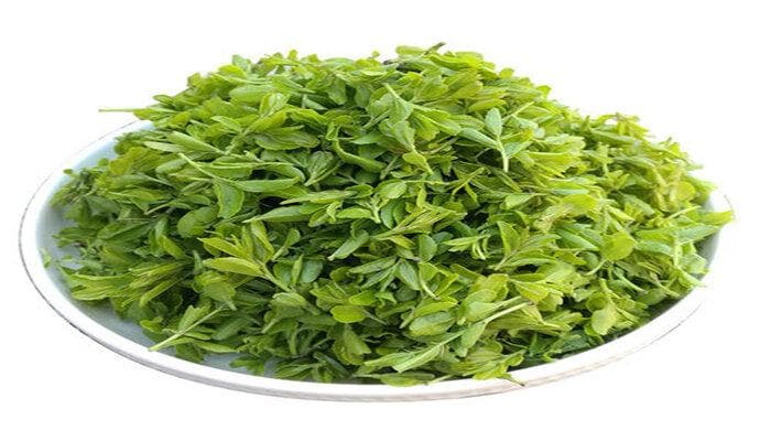 酸枣芽茶的功效与作用