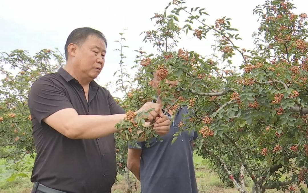 韩城大红袍花椒的破局之路：绿色有机让大红袍花椒趟出新路子