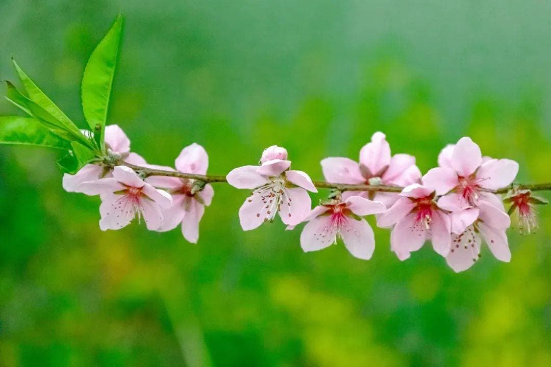 幼儿园春季传染病预防知识手册