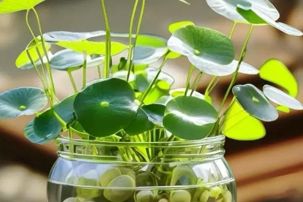 铜钱草根茎的种植方法，可水培种植
