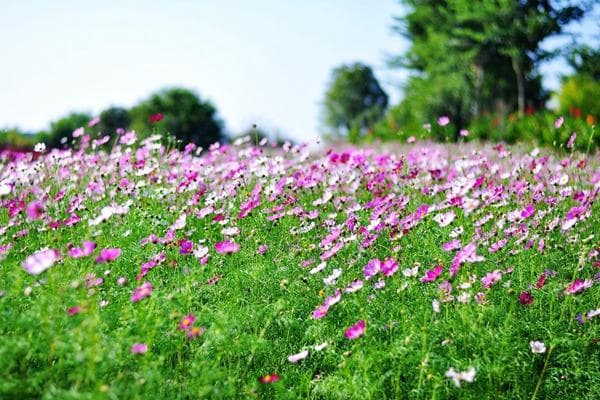适合新手的植物种子推荐：从蔬菜到花卉，这些植物好养又易活