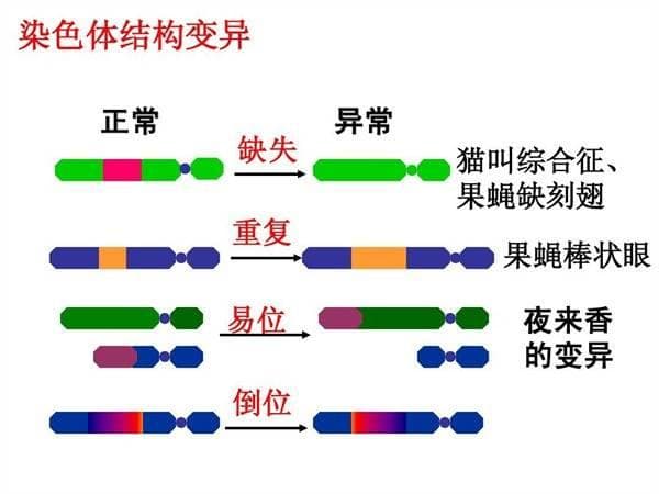 染色体异常会给我们带来哪些生育困难