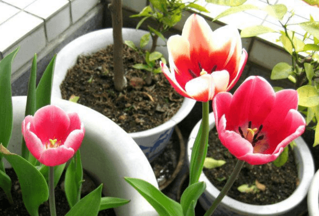 郁金香怎么种植土培（郁金香土培的正确方法）
