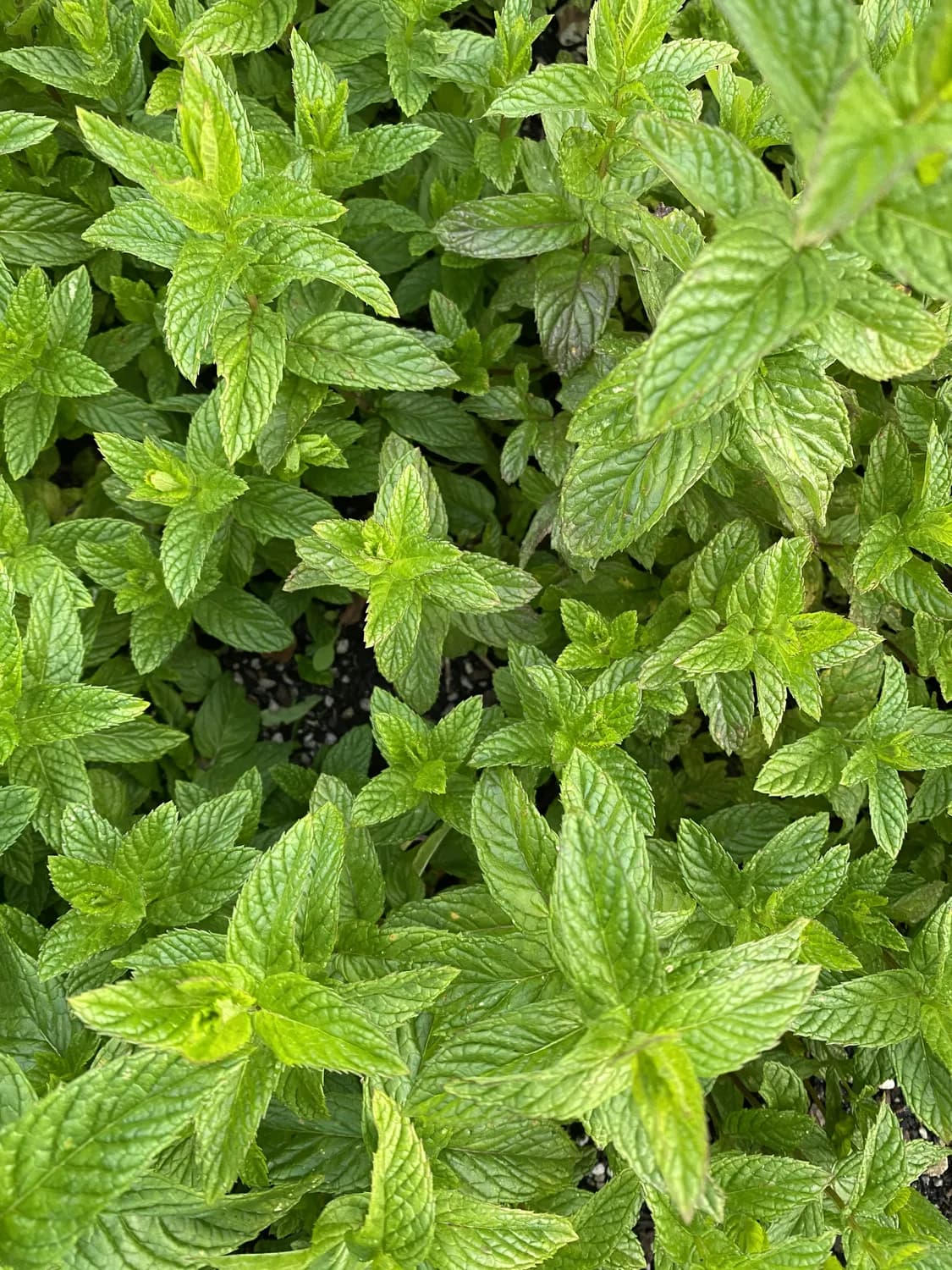 广藿香：藿香清胃片的秘密武器