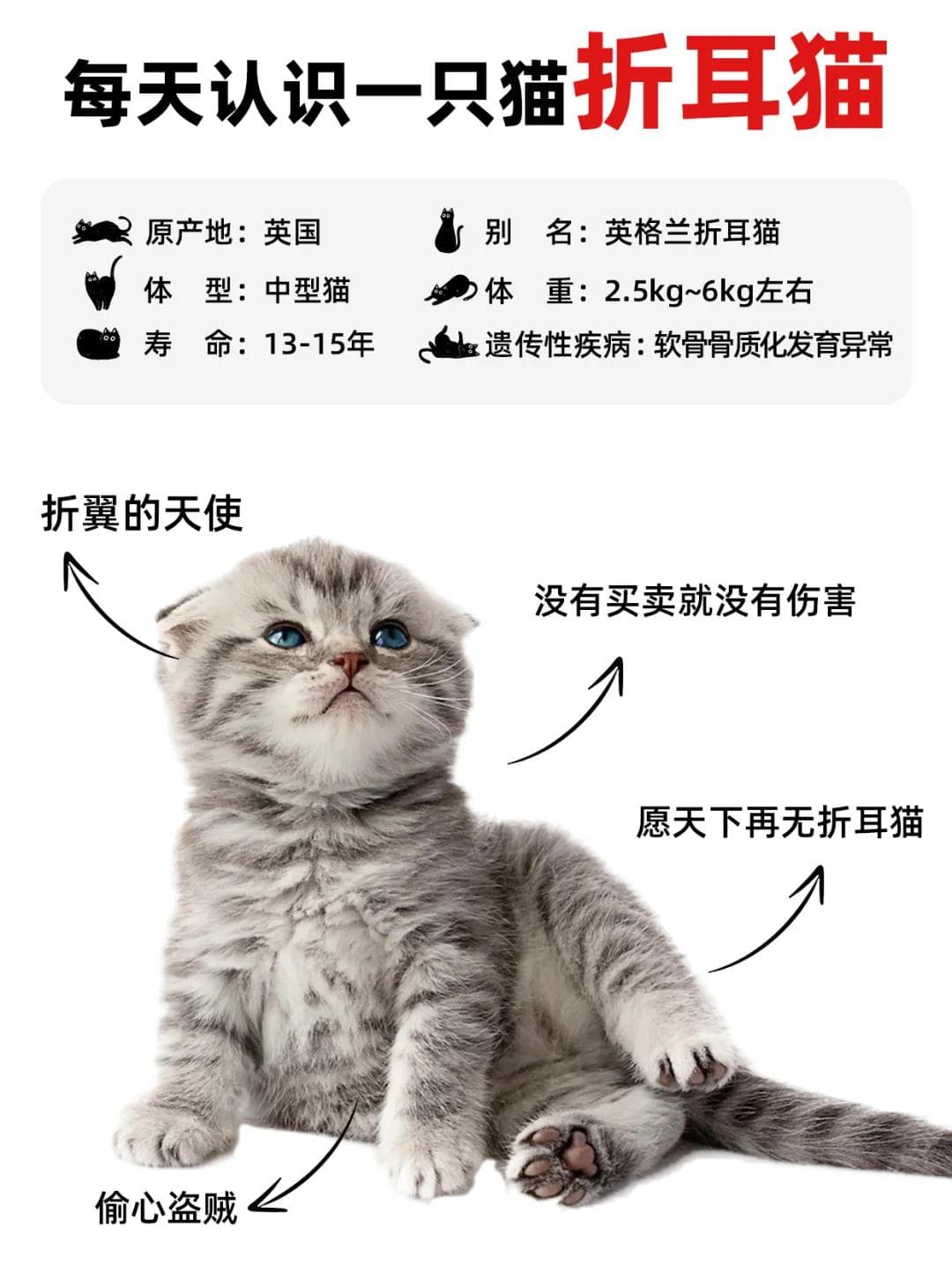 家有萌宠：最适合初养者的猫咪品种推荐