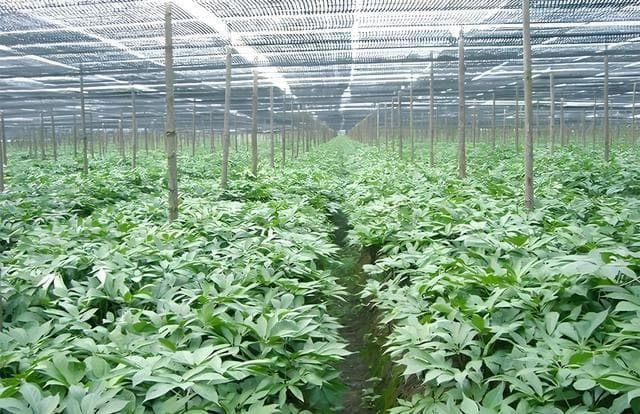 天麻怎么种植，天麻哪些地方可以种，有哪些药用价值？
