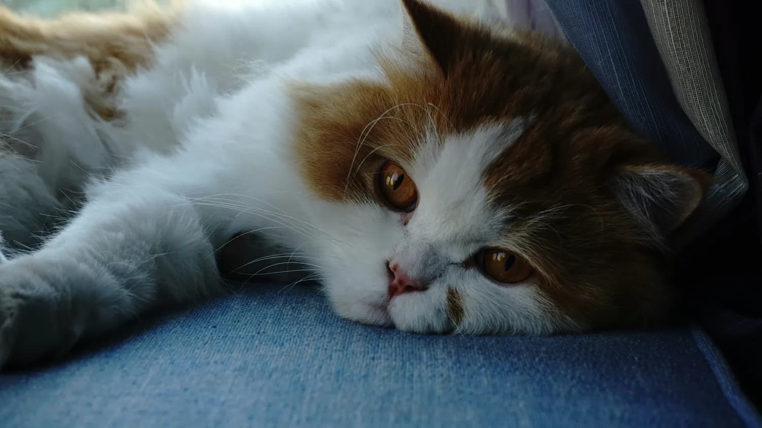 波斯猫为何如此温顺？揭秘这个迷人猫种的独特性格