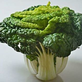 黄心菜：豫南特色越冬蔬菜