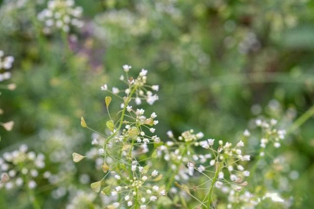 野生荠菜：田间地头和路旁河岸，独特形态与丰富营养的野菜