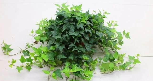 常春藤——一种具有魅力的藤本植物（了解常春藤的特点和生长习性）