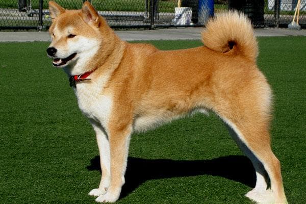 日本柴犬：从形态特征到饲养要点的全面解析