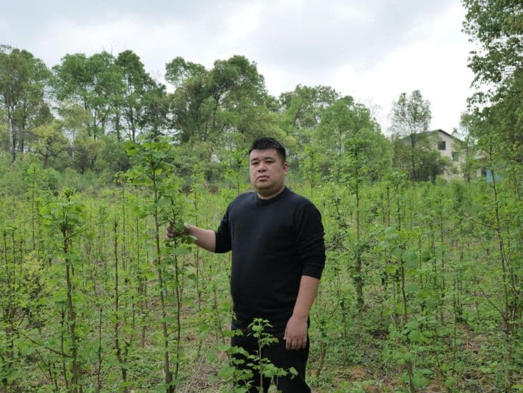 吴锐：潜心种植中药材，开出乡村振兴“致富良方”