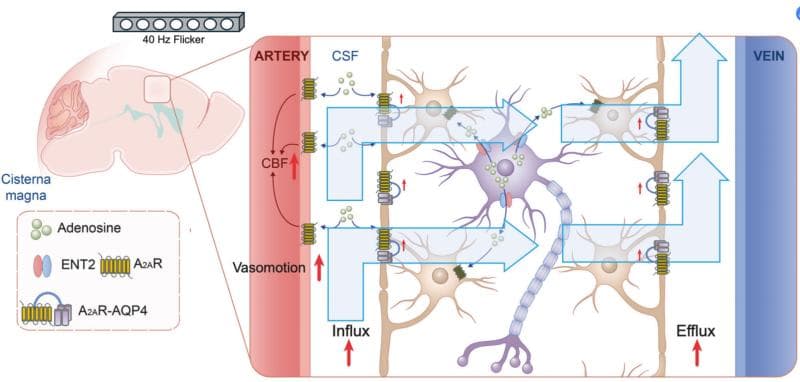 温医大眼视光团队新突破：40赫兹闪光可促进睡眠并缓解脑部疾病